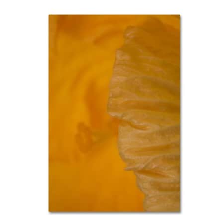 Kurt Shaffer 'Yellow Hibiscus Study II' Canvas Art,30x47